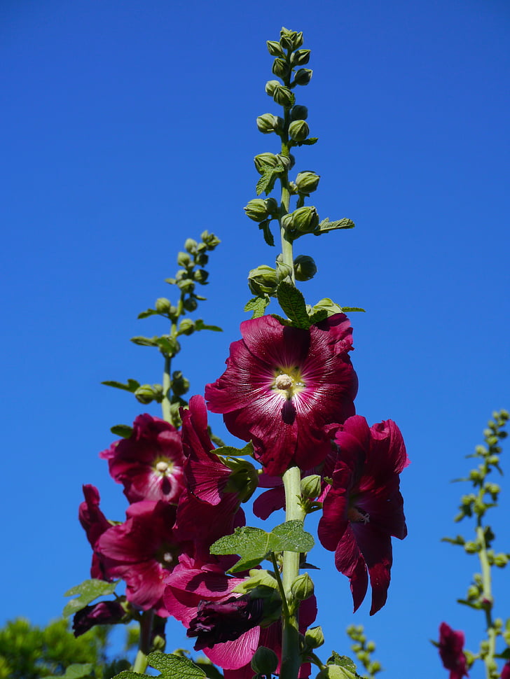 althaea rosea, hana aoi, red, akane, red purple, flowers, bud