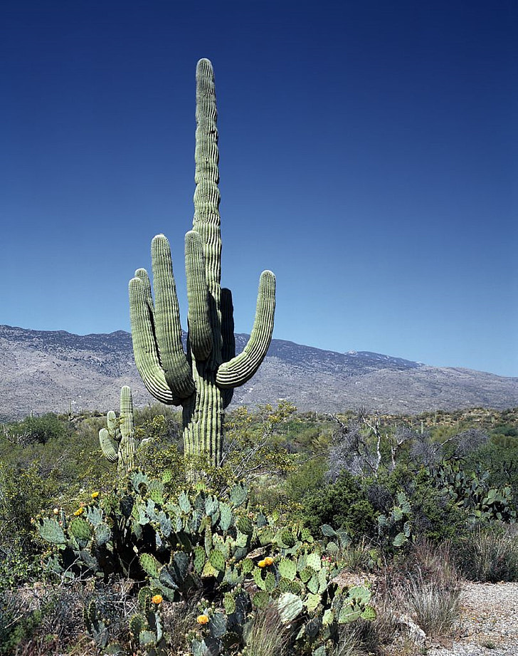 Kaktus, saguaros, kwiaty, kwiaty, Pustynia, południowy zachód, Arizona