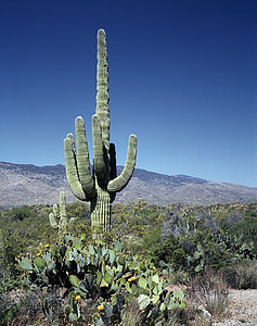 Cactus, saguaros, bloemen, bloemen, woestijn, zuidwesten, Arizona