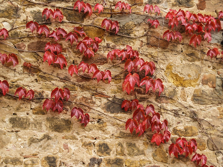 つる, 古いレンガの壁, 壁, 秋の色, 葉, 赤, 木