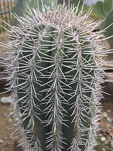 taggig, Sharp, saftiga, kaktusar, naturliga, öken, Cactus