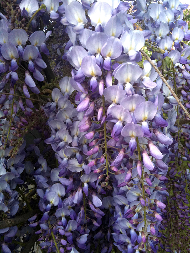 flors, primavera, natura