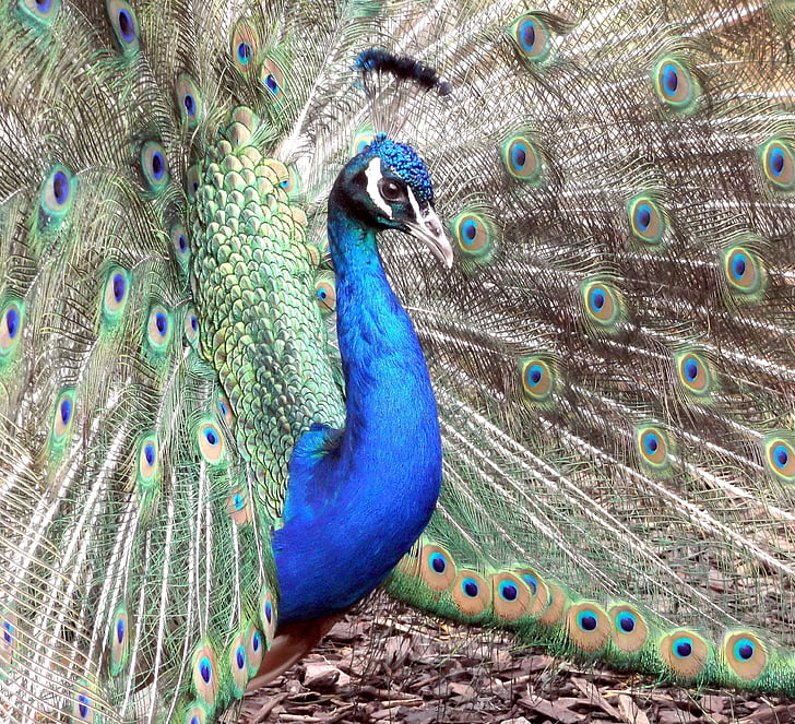 animal, beautiful, bird, fauna, feathers, peacock, feather