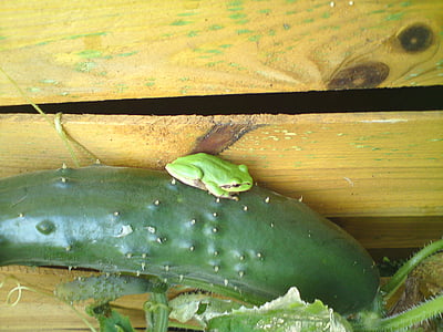 tree frog, frog, cucumber, fence, garden fence