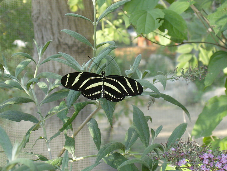 bướm, màu đen và tan, tán lá, Sân vườn, Thiên nhiên, nghỉ ngơi, động vật hoang dã
