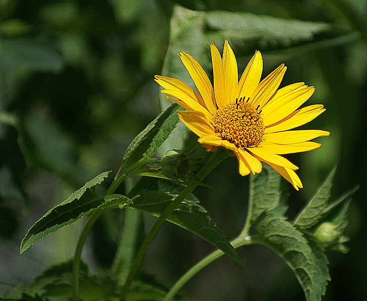 słoneczniczek áspero, flor, amarillo, jardín, flor de verano, floración, transparencia