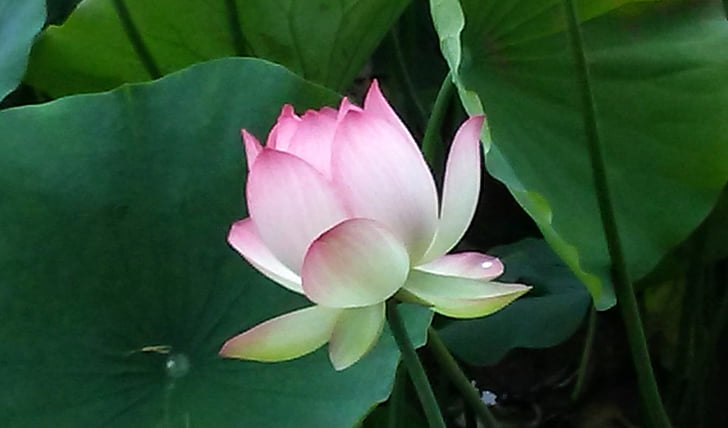 echo park, Lotus, kwiat lotosu
