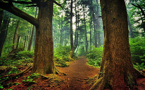 metsa, roheline, meeleolu, loodus, Värviline, atmosfäär, puud