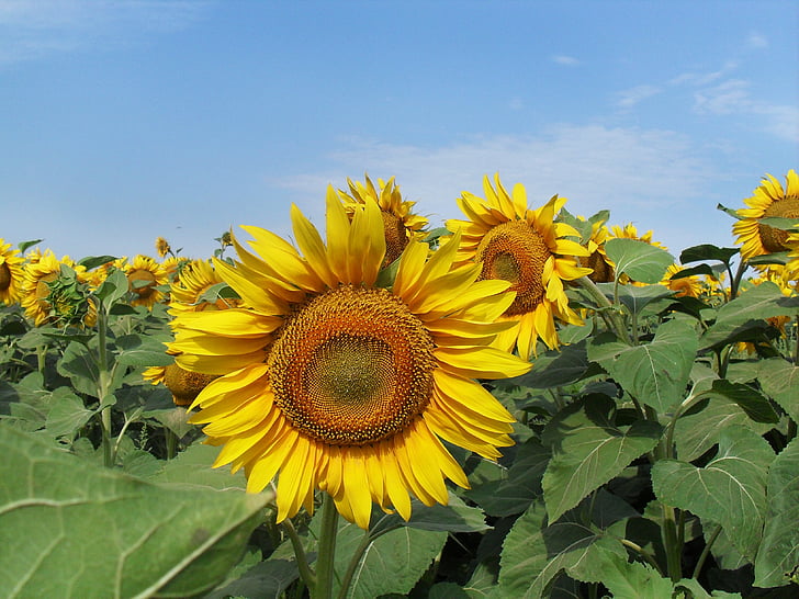 sunflower, field, summer, sky, nature, plant, yellow