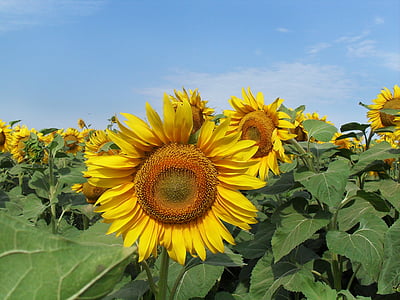 bunga matahari, bidang, musim panas, langit, alam, tanaman, kuning