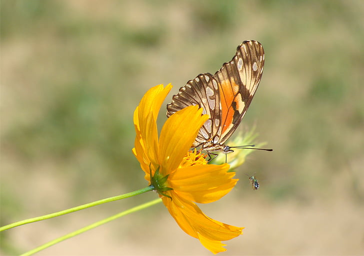 бабочка, Природа, Сад