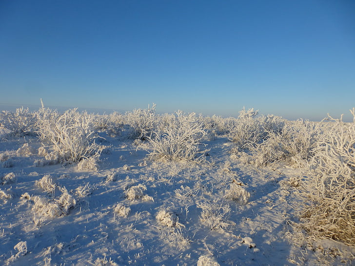 steppe, winter, field, nature, white, landscape, snow