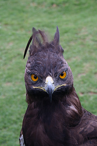 crowned eagle, bird, feathers, head, nature, flying, beak