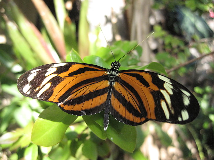 sommerfugl, Tiger sommerfugl, natur, insekt, oransje, fargerike, naturlig