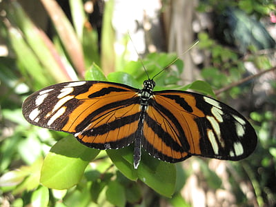 leptir, tigar leptir, priroda, kukac, narančasta, šarene, prirodni
