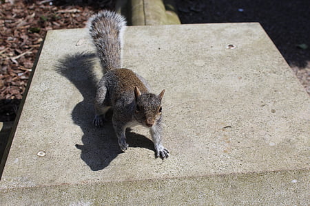 squirrel, outdoors, animal, nature, wildlife, tail, brown