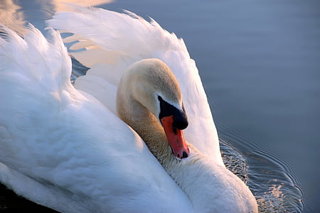 Cisne, Cisne-branco, Cygnus olor, cabeça, fechar, ave aquática, Branco