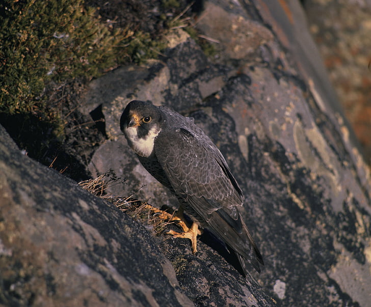 Falcon, vogel, Cliff, berg, natuur, buiten, macro