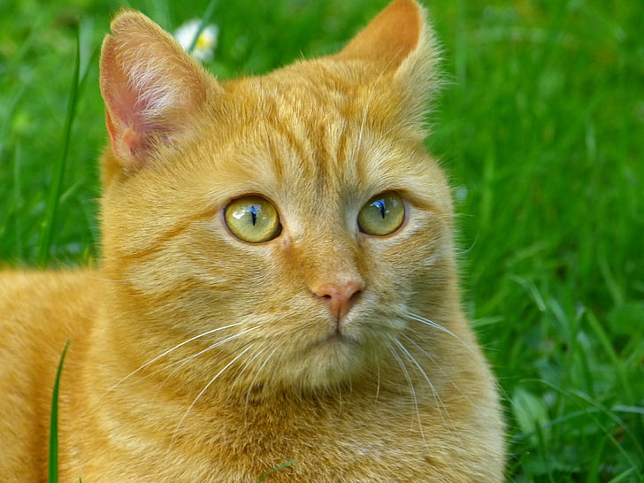 cat, mackerel, red, portrait, cat face, domestic Cat, animal