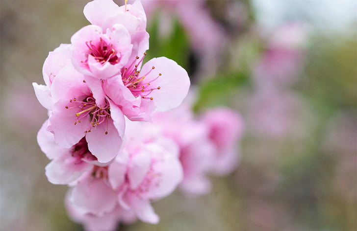 Peach blossom, jar, ružové kvety, Príroda, makro, kvet, ružová farba
