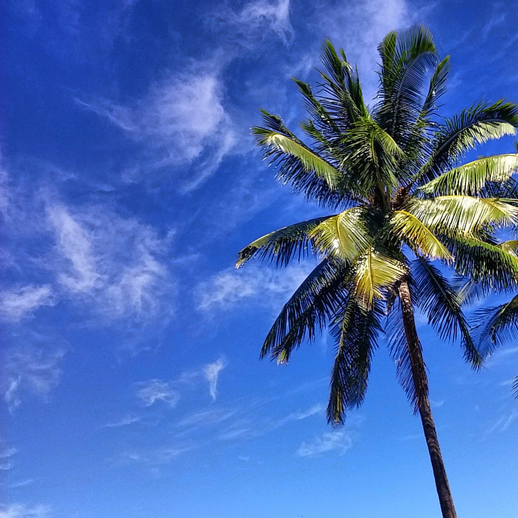 Palm, sala, atogrąžų, dangus, debesys, rojus, mėlyna