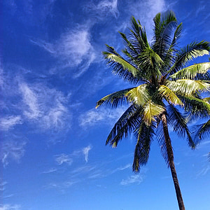 Palma, illa, tropical, cel, núvols, paradís, blau