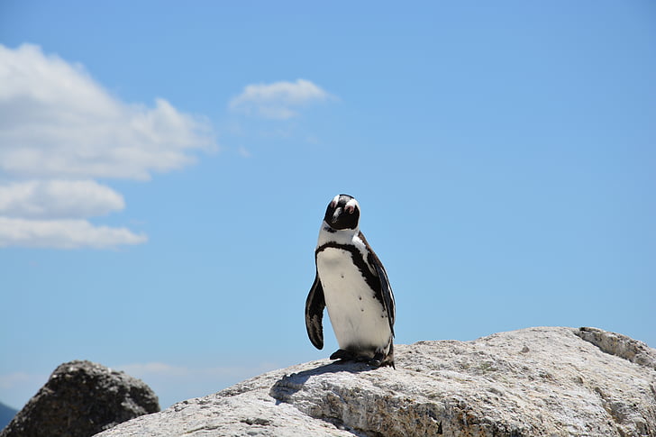 pinguino, spiaggia, Sud Africa, acqua, prenotato, roccia, animale della fauna selvatica