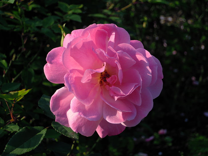 růže, Rosa multiflora, růžová a fialová, Tchaj-pej