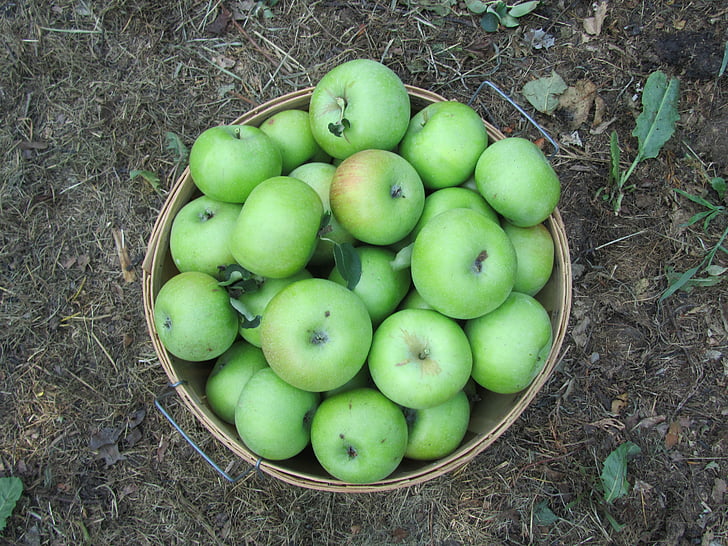 äpplen, skörd, hösten, korg