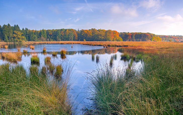 grass, marsh, nature, outdoors, placid, reed, river