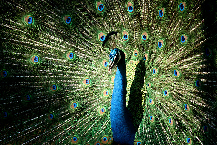Peacock, kleurrijke, vrij, natuur, vogel, veer, India
