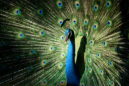 pavão, colorido, muito, natureza, pássaro, pena, Índia