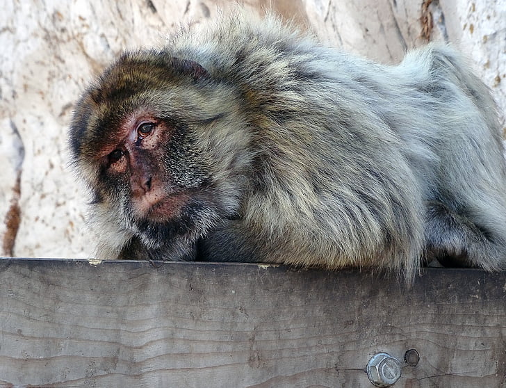 Barbary macaque, Gibraltar, zvíře, Středomořská, cestovní ruch