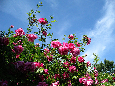 roses, pink, sky blue, blue, shrubs, summer, sunshine