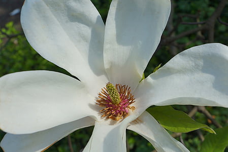 Flora, Magnolia flori, primavara, Infloreste, magnolii, natura