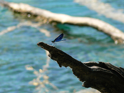 libélula, insectos, azul, fragilidad, naturaleza, momento, silencio