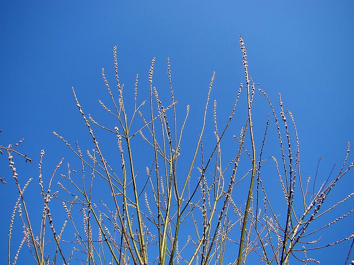 flora, buds, budding, leafless, spring, sky, blue