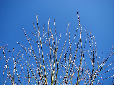 Flora, germogli, in erba, senza foglie, primavera, cielo, blu