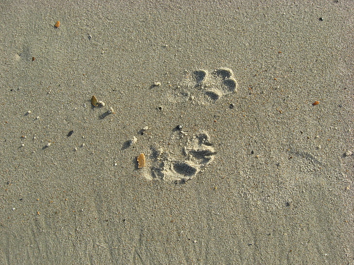 cão, impressões digitais, pegadas, areia, praia, oceano, mar
