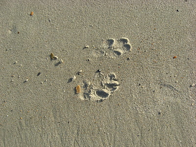 cão, impressões digitais, pegadas, areia, praia, oceano, mar