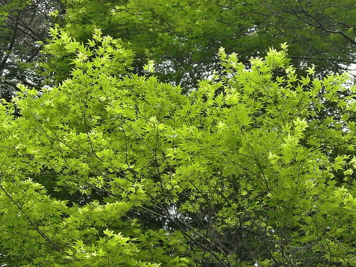 érable, vert, vert frais, feuille d’érable, Arboretum