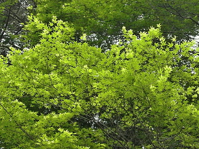 枫树, 绿色, 鲜绿色, 枫叶, 植物园