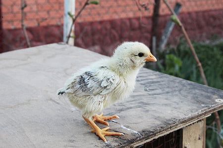 bird, village, chicken, closeup, poultry, chick