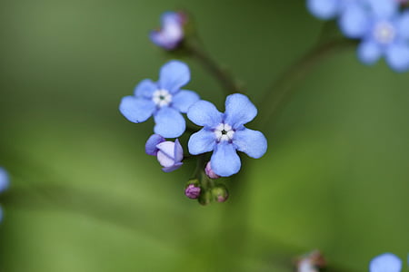Bruner, büyük, çiçek, uzun ömürlü, Bahçe, Bahar, mavi