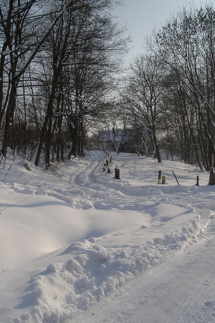 sniega, veids, kā, ziemas, pēdas, māja, koks, ainava
