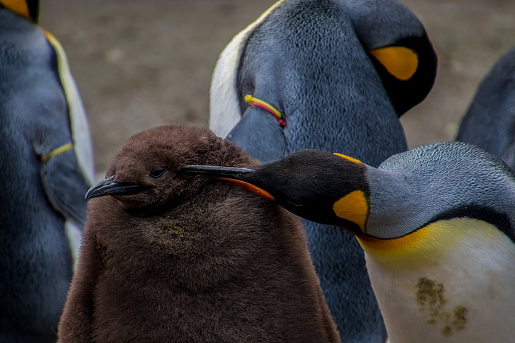 penguin kaisar, penguin, penguin kecil, bayi, orang tua, keprihatinan, perhatian