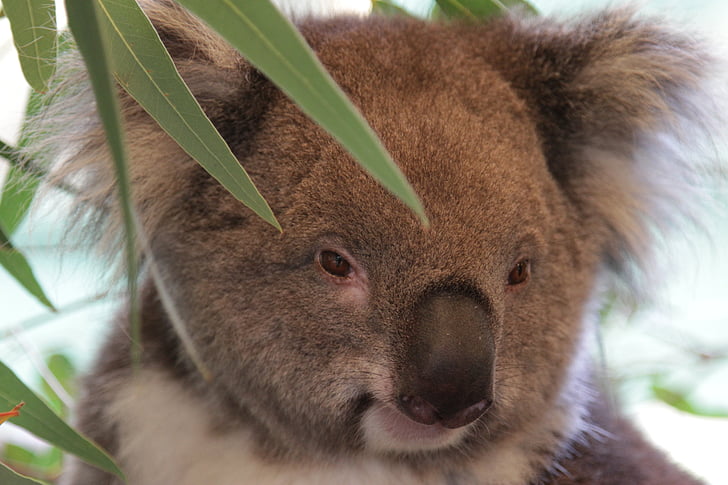 Koala, Avustralya, Aussie, hayvan, ağaç, vahşi, ayı