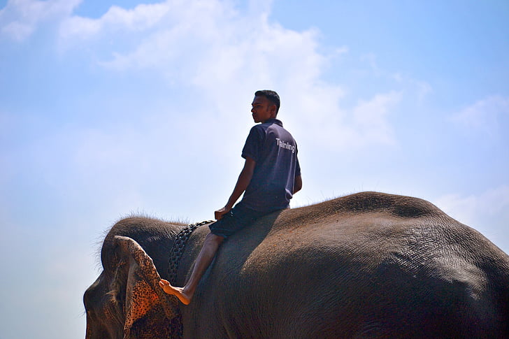 Elefantenritt, auf Elefanten reiten, Trainer, Elefant-trainer, Ring master, Sri lanka, Pinnawala