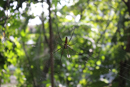 spider, green, nature, animal, insect, natural