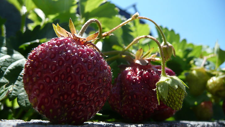strawberries, red, pink, ripe, fruits, green, leaves